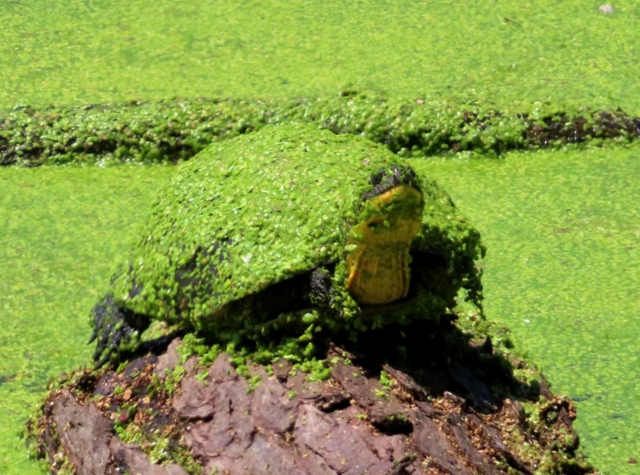 Blanding's Turtle